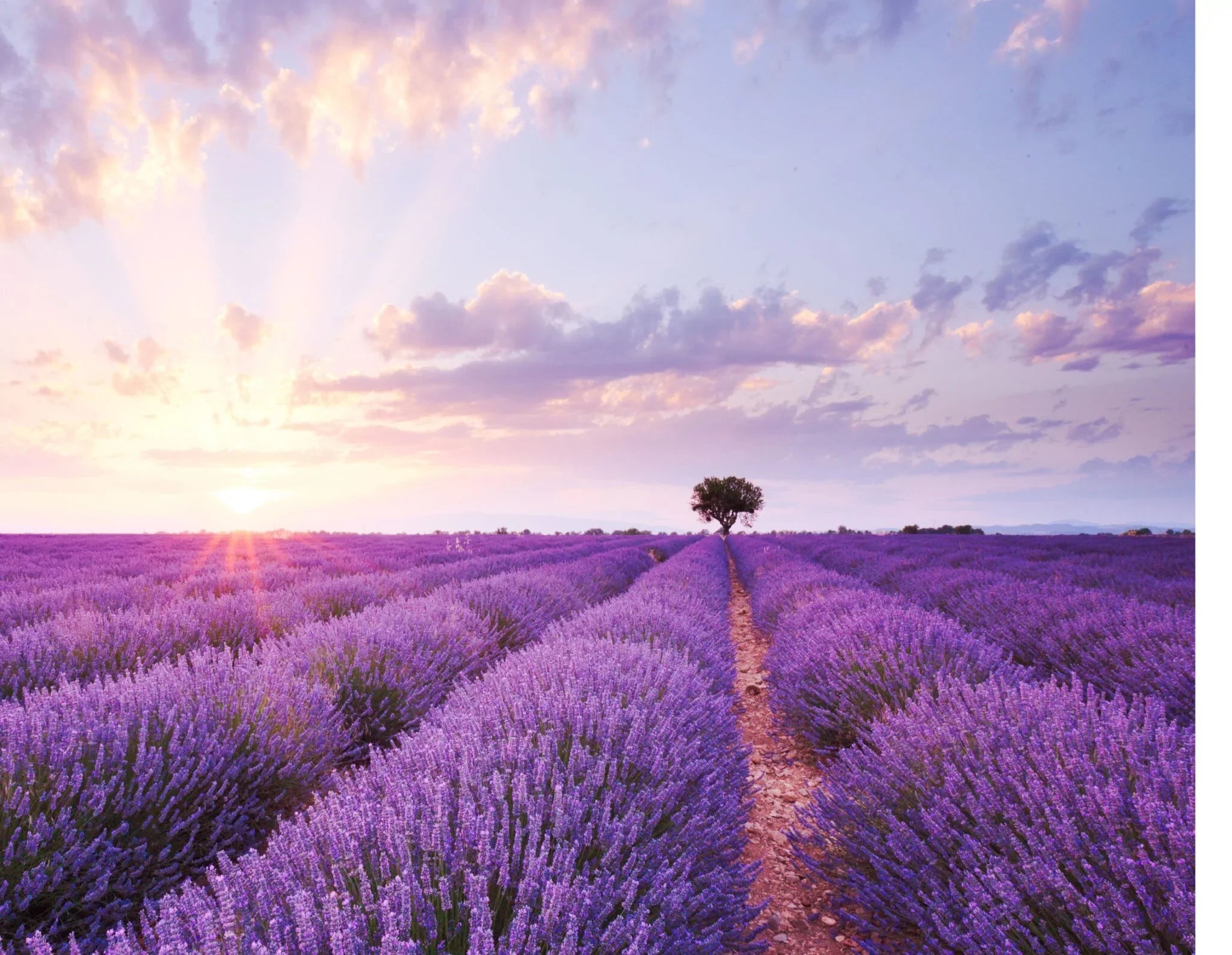 Farbwelt Violett